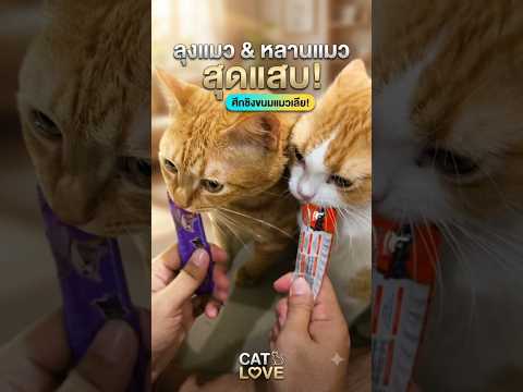 funny cat videos (The battle for cat treats: Lick them!)