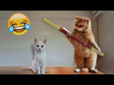 So Funny! Funniest Cats and Dogs 2024 