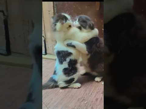 le main saiya agai ???????? #shorts #video #funny #cat #catvideos #viral
