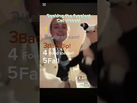 Ranking the funniest cat videos ever????! #funny #animals #shorts #viral #cats #funnycatvideos