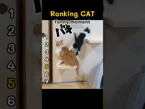 ????Ranking Funniest Cat Videos