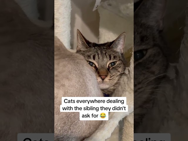 Shadow's face squished by Astro ???? #cats #cat #funny #catvideos