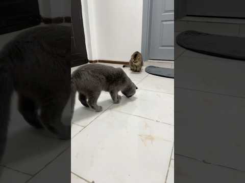 #cute #catshorts #catmemes #catvideos #cat #funnycat #funnymemes #funnyvideo