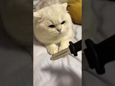 Episode 4 | Funny Cat Videos #animals #funnycats #cat #funny