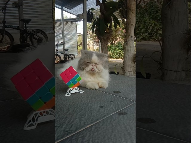 ???????? #cat #cats #kitten