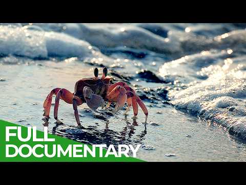 Wonder Shore: Africa’s Wild Paradise | Free Documentary Nature
