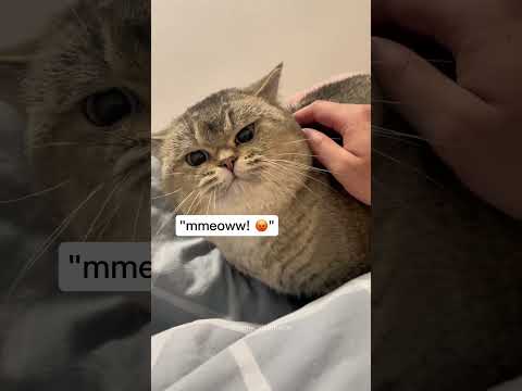Funny Cats Meowing! Funny cat videos #funnycats #funnyanimals #funnypets